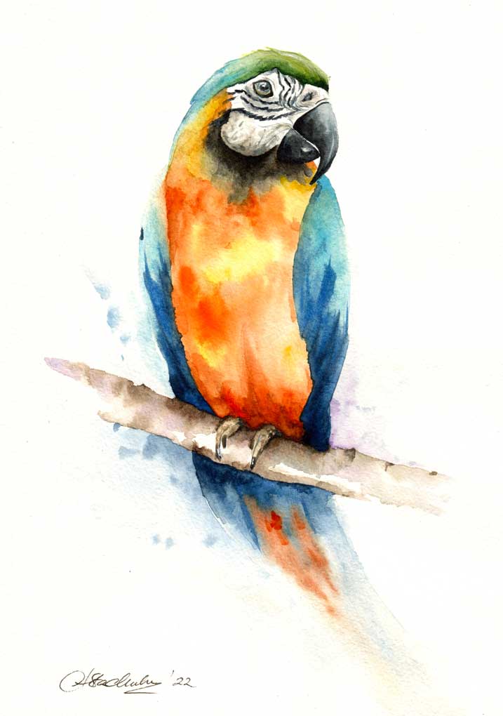 Plakat z kolekcji SKRZYDŁA - Papuga Araruna zwyczajna